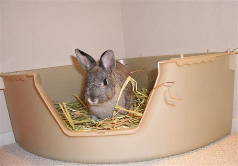 bunny liter box